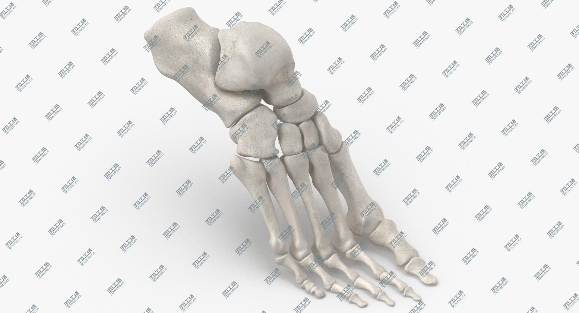 images/goods_img/202104091/3D model Real Human Foot Bones Anatomy Bent Pose 01 White/1.jpg